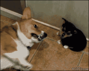 083b2c.gif