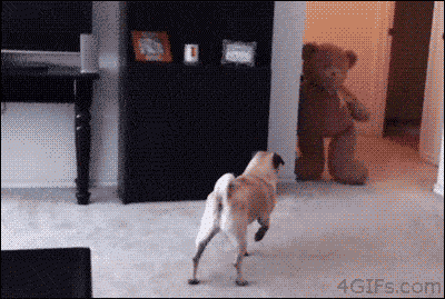 Funny Dog Poop Opt