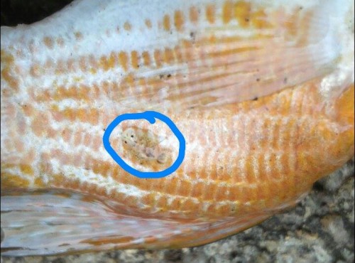 19832490 345306872569344 611410997 n