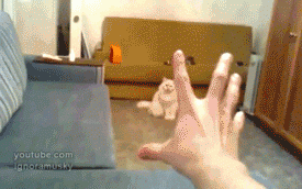 4c3f5b.gif