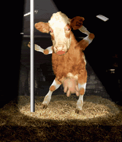 56a934.gif