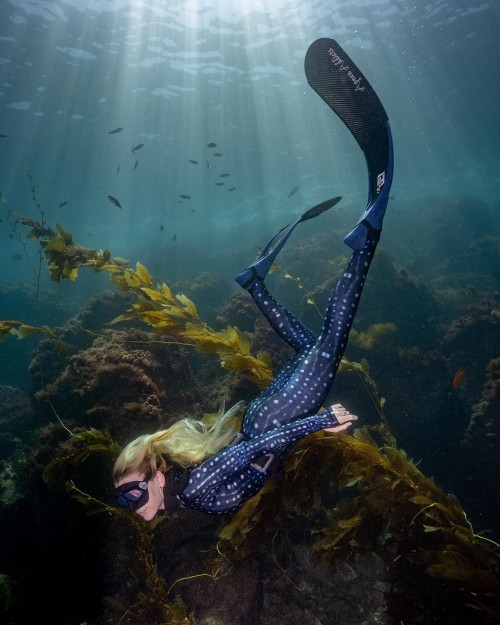 Sur apnea39h Aquarium