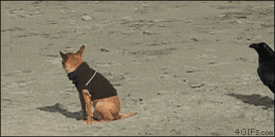972d70.gif