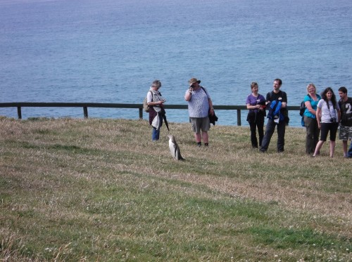 swim253 competition65