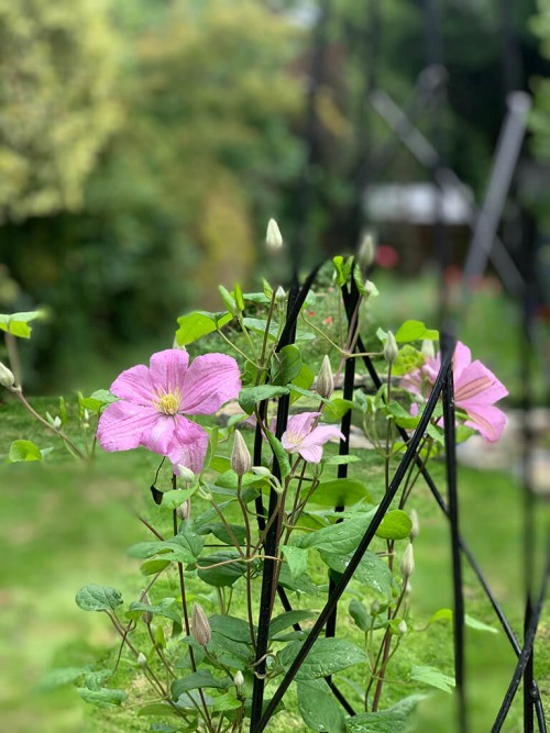 Looking for garden designers in Buckinghamshire? Terrafloragardendesign.com is a top platform that offers the best garden design consultation services in London. We provide the best garden design and landscaping services to create a beautiful space full of natural beauty. Visit our site for more details.

https://terrafloragardendesign.com/about/