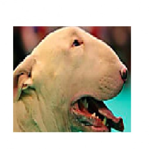 EAAo.jpg