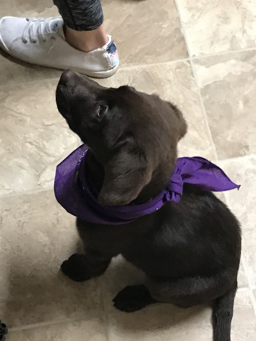 Panhard VBL build 01