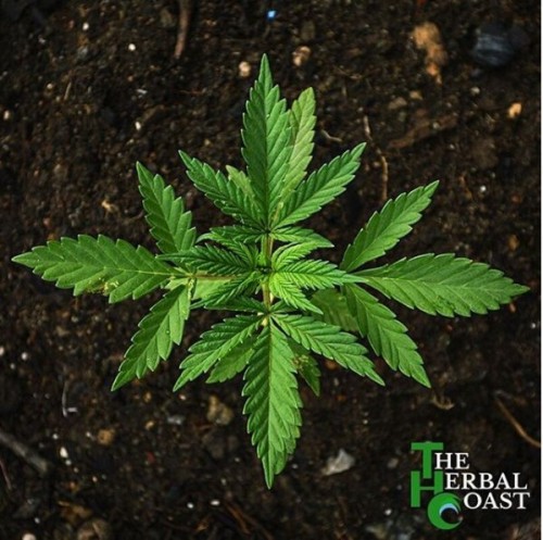 ETi4.jpg