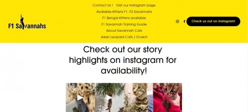 We provide Savannah Cat Breeder for sale. The Savannah cat is the largest of the cat breeds. Buy savannah cat and savannah kittens. We have been exclusively breeder Savannah cats since 2001.
These kittens have been bottle raised , socialized with other kittens and small dogs. We believe we are the only breeder of F1 Savannahs that has kittens truly mirroring the Serval while keeping a calm and sweet demeanor,  and a large size around 25lbs at maturity. The F1 generation savannah kittens we have for sale are the most sought after in the world due to their rarity. Litters never exceed 3.  Our kittens have full exams done, microchips, health record, A legally binding contract can be signed prior to any payment.  We can arrange hand delivery or meet you at the airport . 
#f1savannahsale #F1SavannahCatBreeder #F1SavannahKittenForSale #F1SavannahCalifornia #F1SavannahFlorida #F1Savannahforsale #F1savannahlosangeles #f1savannahforsaletexas #f1savannahbuy #servalbreeder #servalsforsaleusa #F1Bengalbreeder #F1bengalforsale #f1bengals
Web: https://www.f1savannahkittens.com/