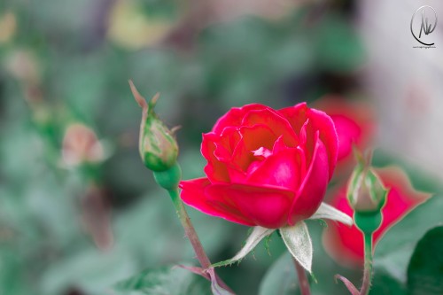 gg326 BikerGirl23 without helmet