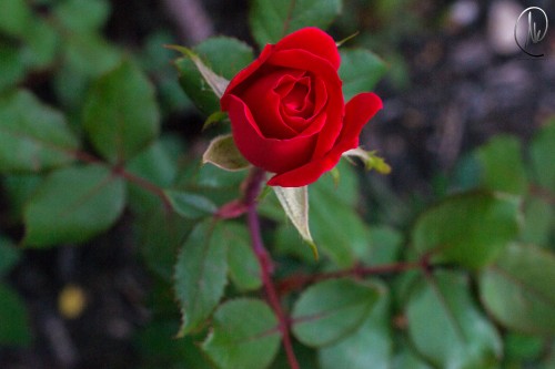 120574844 199229658230694 7895166849775804217 n