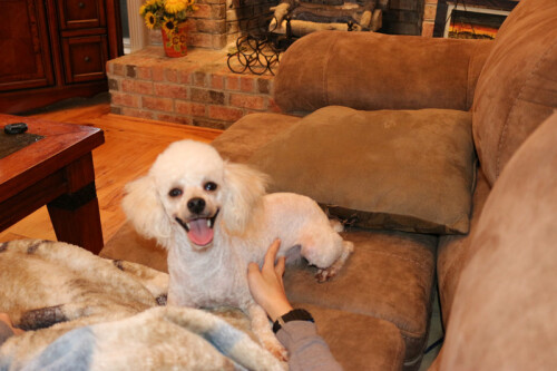 Here at Elite Goldendoodle puppies of Nashville Tennessee, we are raising premium quality F1, F2B and F1B Goldendoodle puppies that are healthy, playful and absolutely gorgeous! Our dogs are our pets and part of our family.

Visit us: http://www.elitegoldendoodlepuppynashville.com/