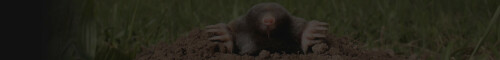 A mole is a type of mammal often confused for a rodent due to its resemblance to a rat or a mouse. There are various types of moles. They include the Coast mole, the European Mole, the star-nosed mole, the broad-footed mole, the shrew mole among others.

Visit us: https://advancepest.ca/mole-control/