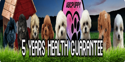 Looking to buy Maltipoo puppies in Dallas? Abcpuppy.com is a renowned platform to find the cutest hybrids like Maltipoo puppies, Maltese poodle mix puppies, and more which are available for sale at an affordable price. Kindly visit us for more details.

https://www.abcpuppy.com/pages/maltipoo-info