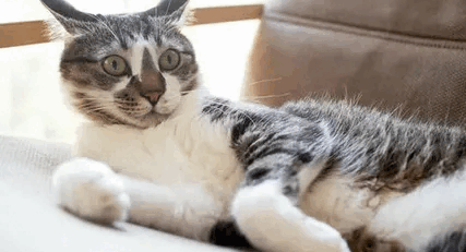 S3Nr.gif