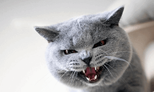 S4Rl.gif