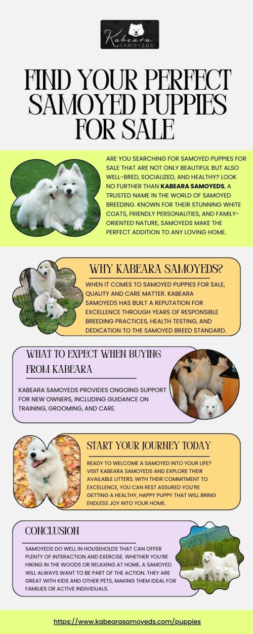 Looking to bring home a fluffy, loving companion? Find your perfect Samoyed puppies for sale at Kabeara Samoyeds! Known for their happy temperaments and stunning looks, Kabeara raises well-socialized, healthy pups from champion bloodlines. Start your journey with a trusted breeder and welcome pure joy into your life. Reserve your Samoyed puppy today with Kabeara Samoyeds.

Call us – +18157272727

Visit - https://www.kabearasamoyeds.com/puppies