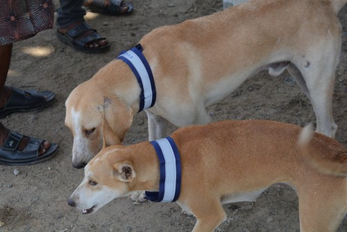 MAGIC COLLAR !Yesterday our team has tied 8 dogs with a reflector belts.
