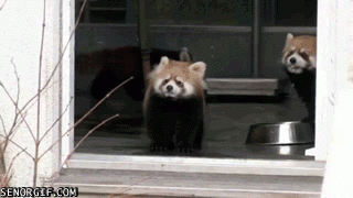c8e642.gif