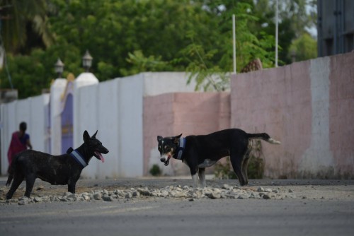 MAGIC COLLAR Yesterday our team has tied 8 dogs with a reflector belts.2