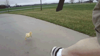 d5f9e3.gif