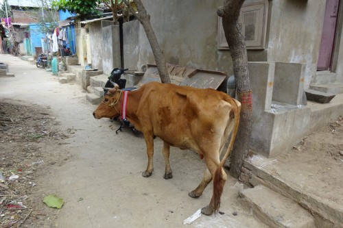 MAGIC COLLAR persists with the effort of hard working team mates.2