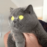j5iV.gif