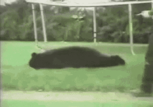 jYZl.gif