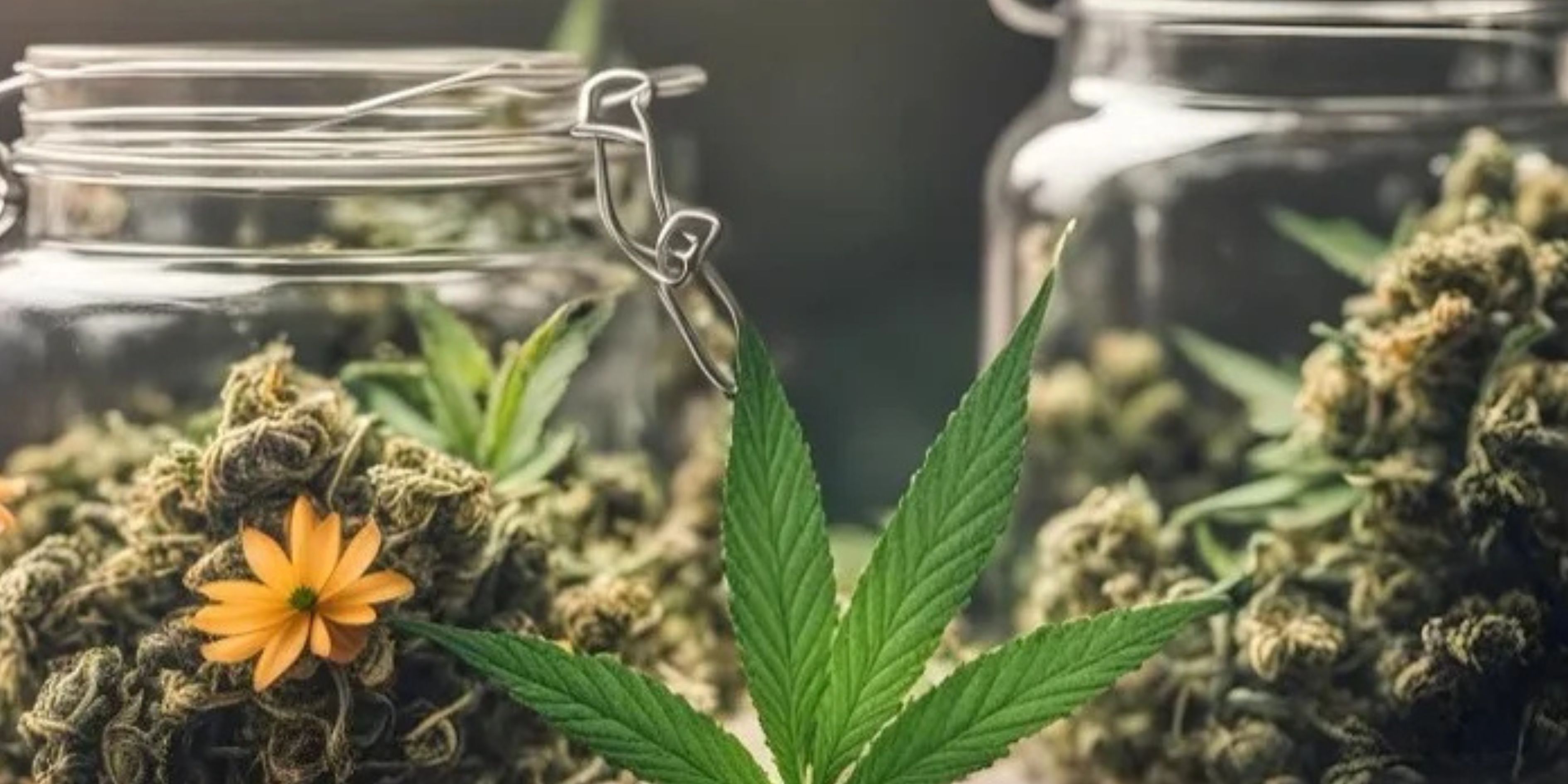 Cannabis Dispensary in BC What Makes the Standard So High