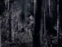 jsJP.gif